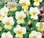 Семена цветов ФИАЛКА «МОНБЛАН»