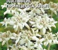 Семена цветов ЭДЕЛЬВЕЙС «ПРИНЦЕССА АЛЬП»