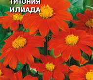 Семена цветов Титония «Илиада»