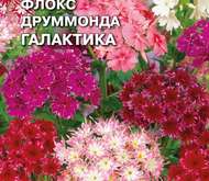 Семена цветов Флокс Друммонда «Галактика» (смесь)