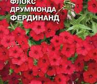 Семена цветов Флокс Друммонда «Фердинанд»