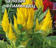 Семена цветов Целозия  «Фламандец»