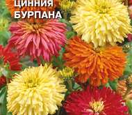Семена цветов Цинния «Бурпана»