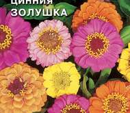 Семена цветов Цинния «Золушка» (смесь)