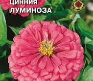 Семена цветов Цинния «Луминоза» георгиновидная
