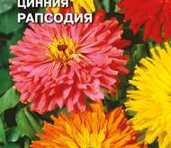 Семена цветов Цинния «Рапсодия»  кактусовидная (смесь)
