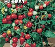 Семена томата Минибел  о/г
