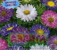 Семена цветов Астры Бон-пари