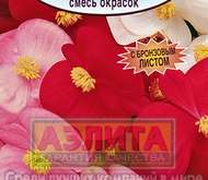 Семена цветов Бегонии вечноцветущей  Сенатор, смесь F1 -  Одн (драже в пробирке) (цветной пакет)