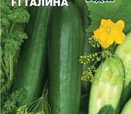 ОГУРЕЦ «ГАЛИНА» F1