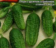 Семена ОГУРЕЦ «МАЛЫШ»