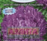 Семена Астры Миледи лиловая -  Одн (цветной пакет)